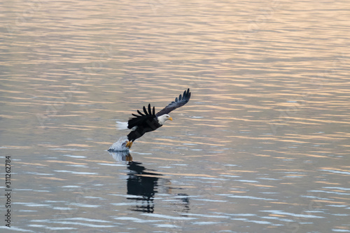 bald eagle grabs fish in northern idaho