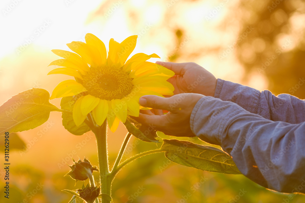 Fototapeta premium Hand and sunflower blooming in the garden with sun light