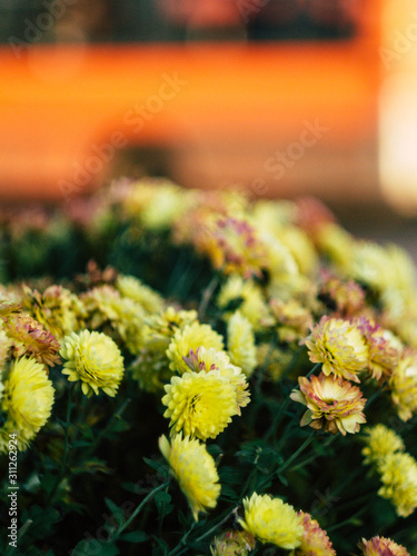 warm bright flowers blooming in the morning in autumn