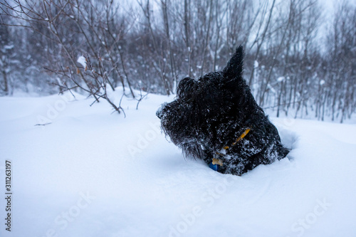 Black dog Scottish Terrier plays in the snow.