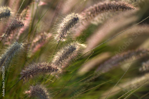 Fountain Grass Ornamental Plant in Garden with soft focus background