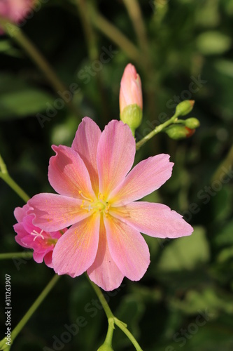 Pink "Siskiyou Lewisia" flower (or Cliff Maids) in St. Gallen, Switzerland. Its Latin name is Lewisia Cotyledon, native to western North America.