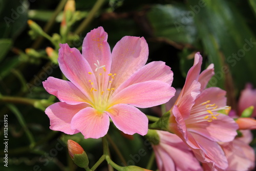 Pink  Siskiyou Lewisia  flower  or Cliff Maids  in St. Gallen  Switzerland. Its Latin name is Lewisia Cotyledon  native to western North America.