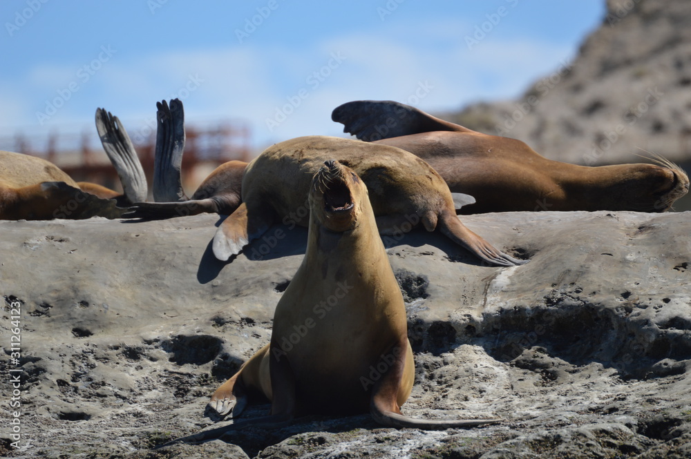 Fototapeta premium Sea lions in rocks next to the beach during the summer season in Argentina