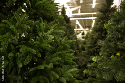 Christmas trees for sale.