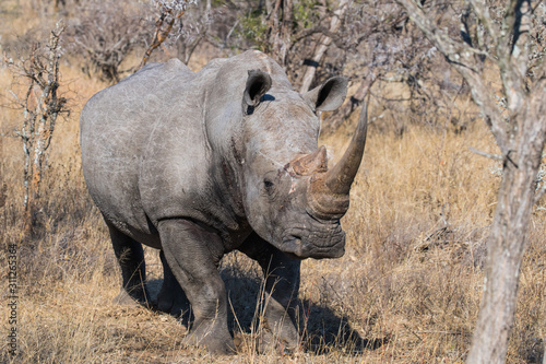 White Rhino South Africa © Hans