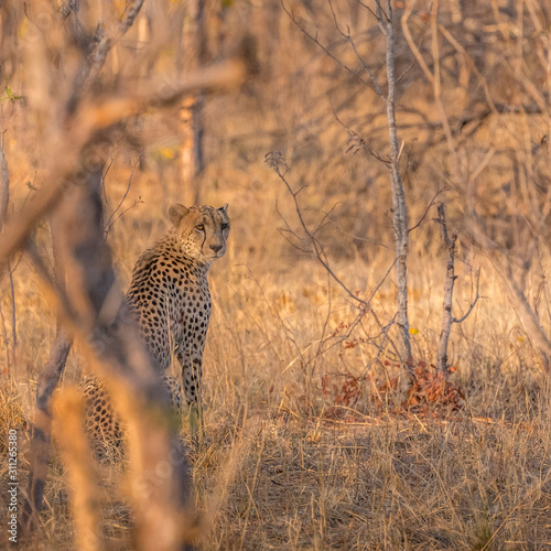 Cheetah standing in woodland - Zimbabwe