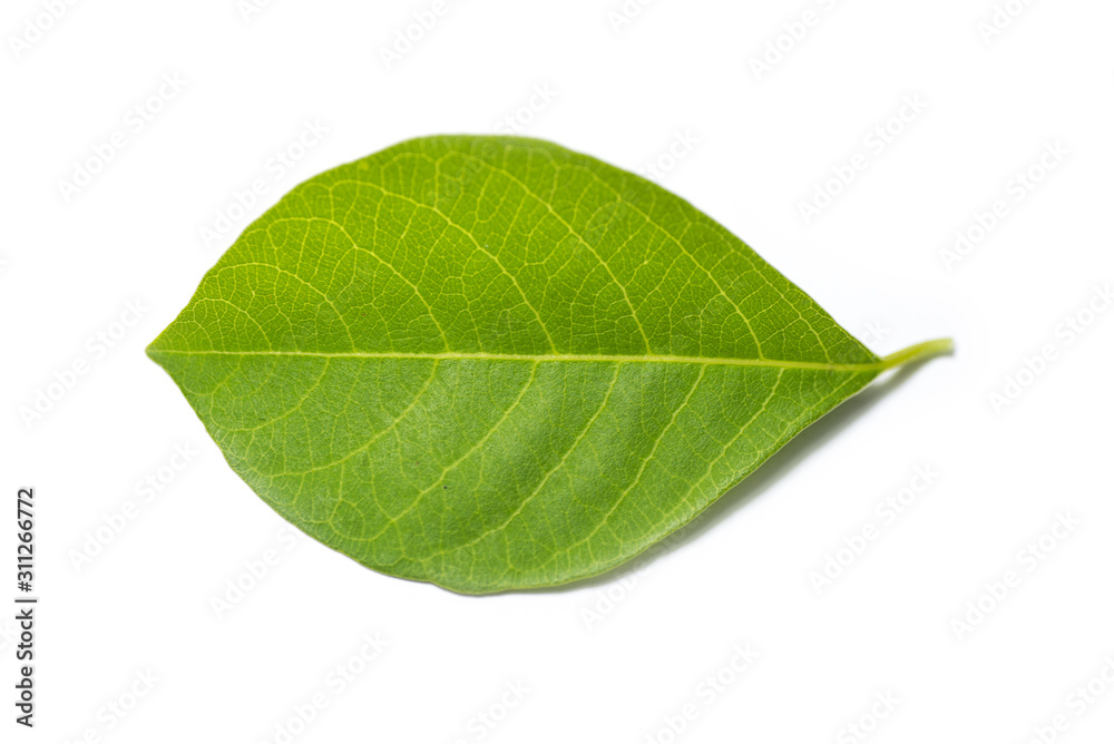 green leaf isolated on white background green leaf isolated on white background