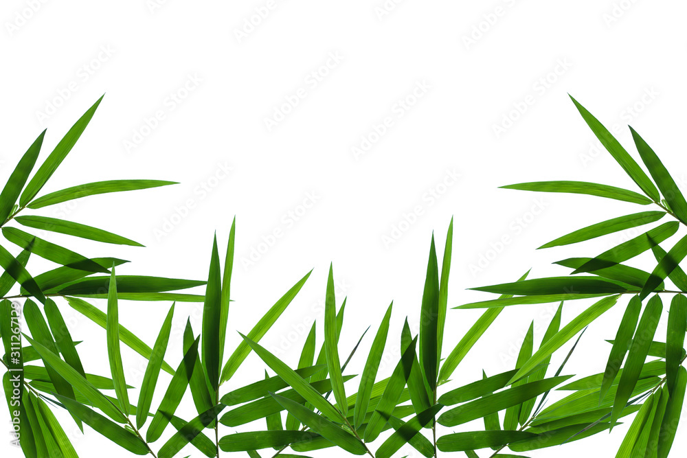 Naklejka premium ฺBamboo Leaves background isolated on white background