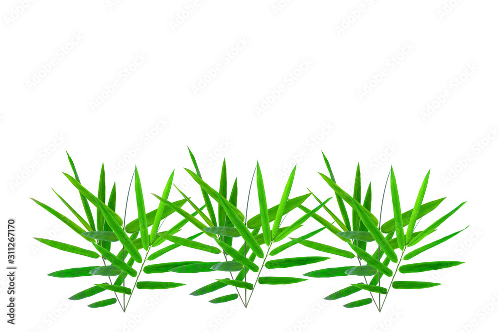 ฺBamboo Leaves background isolated on white background