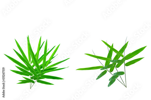    Bamboo Leaves background isolated on white background