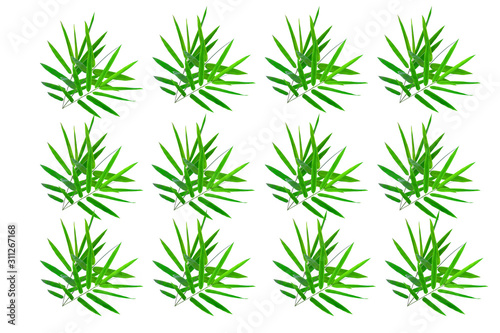    Bamboo Leaves background isolated on white background