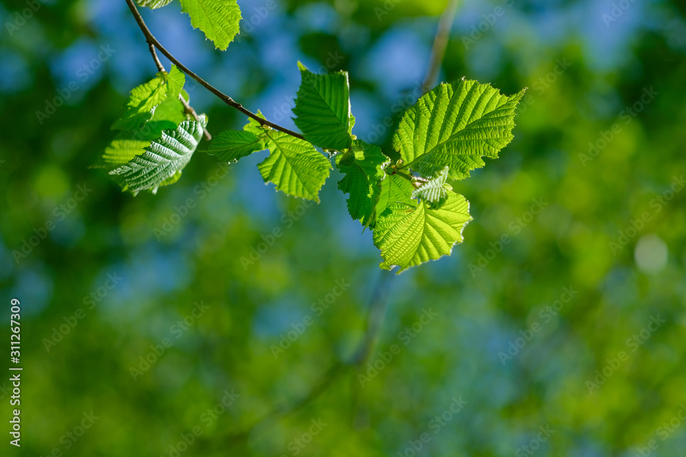Isolated leaves in forest with blurred background. Isolated leaves in forest with blurred background.