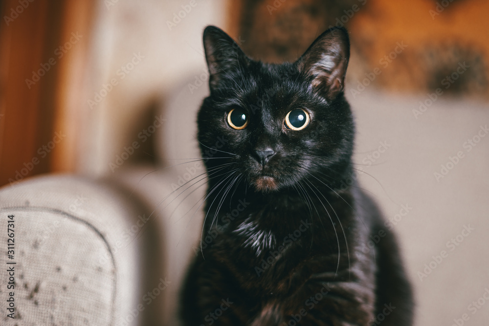  Surprised beautiful black cat with green eyes on a linen sofa