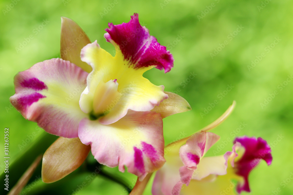 Fresh orchid flower in garden for postcard and agriculture idea concept design.
