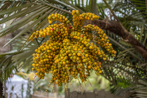 Fruit on tree