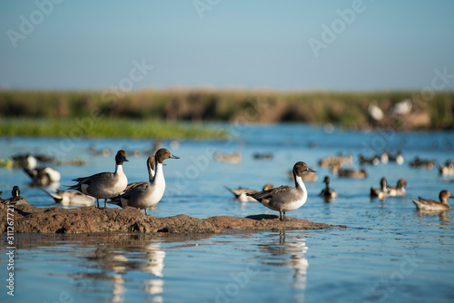 Like Sitting Ducks © Eduardo