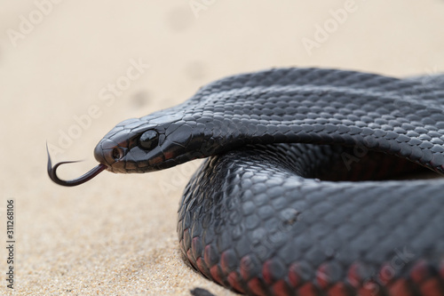 Red Belied Black Snake photo