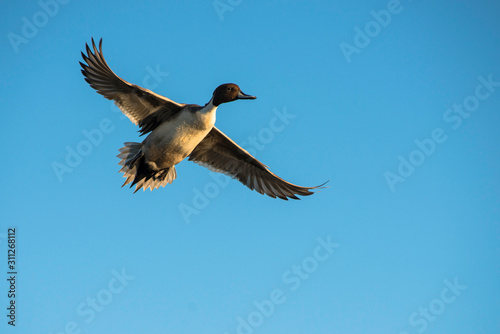 Fly Free