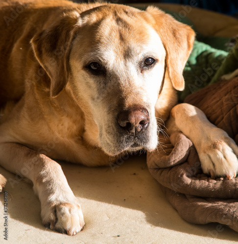 dramatic image of an expresive old yellow labrador with white hairs on his face.