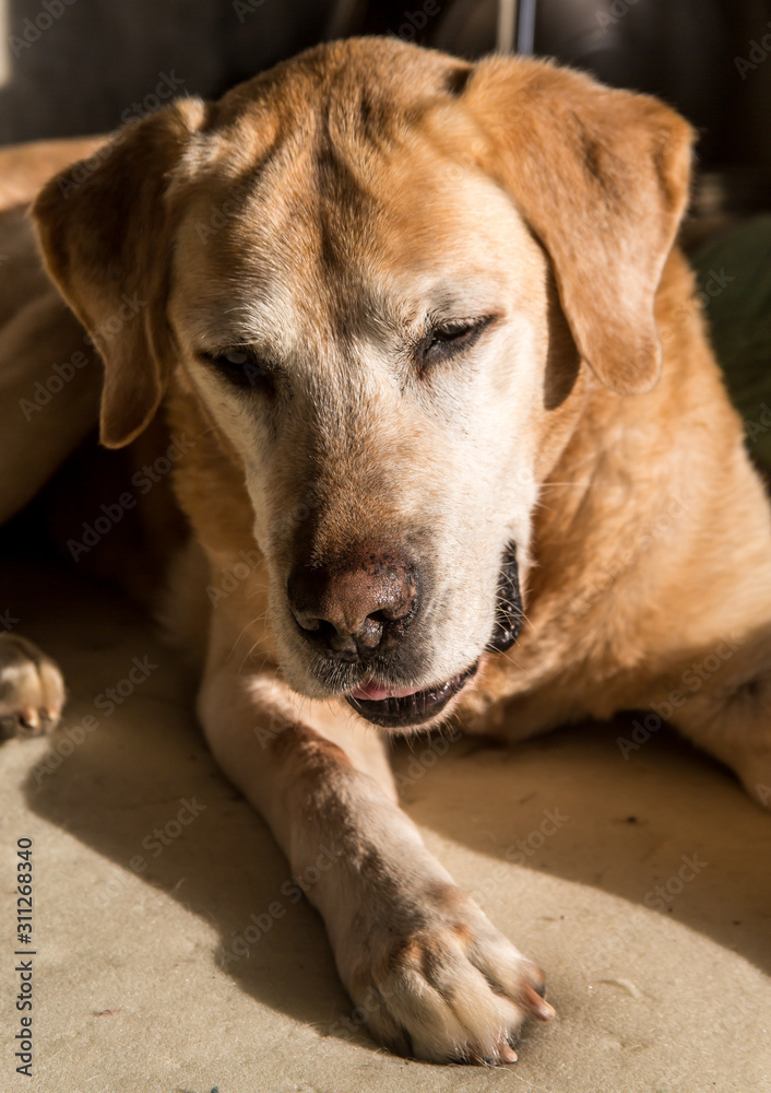dramatic image of an expresive old yellow labrador with white hairs on his face. dramatic image of an expresive old yellow labrador with white hairs on his face.