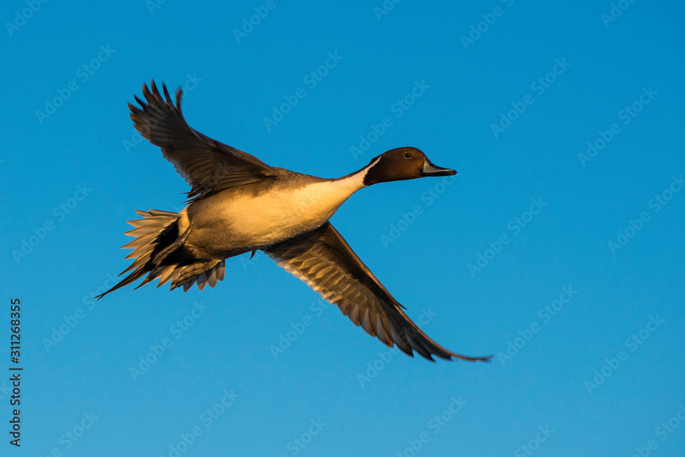 Fototapeta premium Golden duck