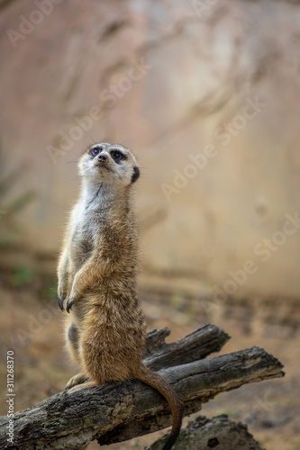 Meerkat © Omar