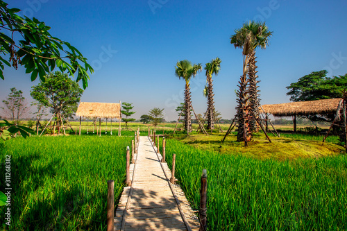 The blurred nature background of the green rice fields  and a seat to watch the scenery  a wooden bridge for taking pictures while traveling