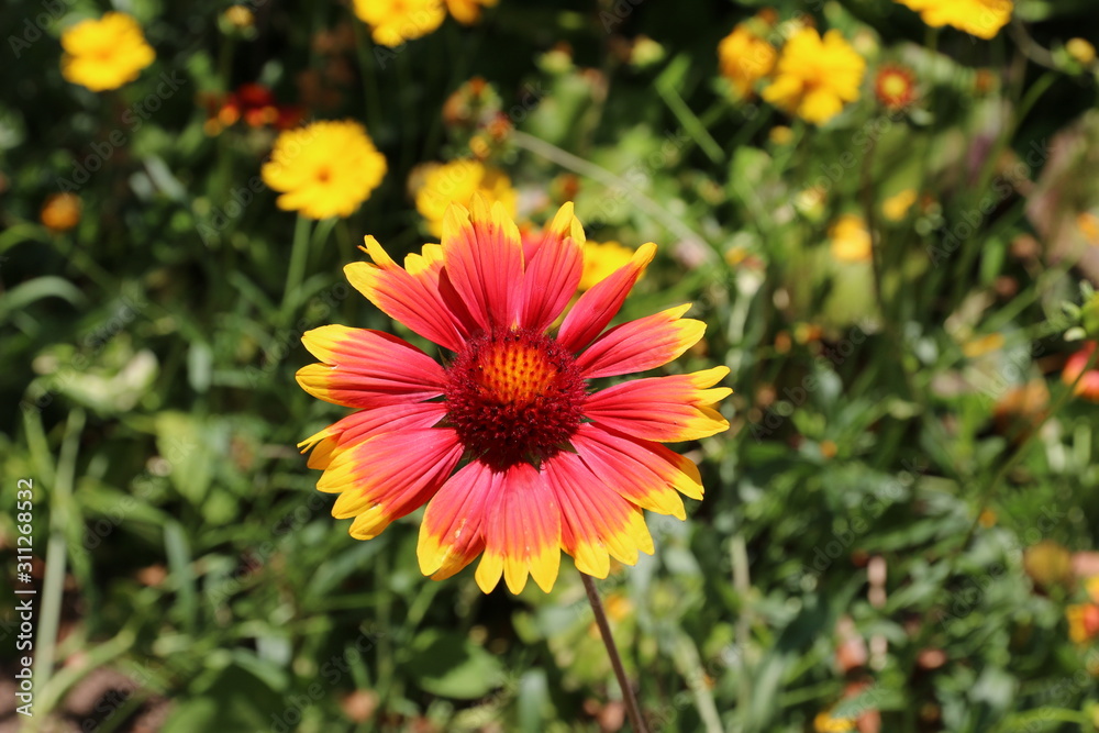 flowers in the garden flowers in the garden