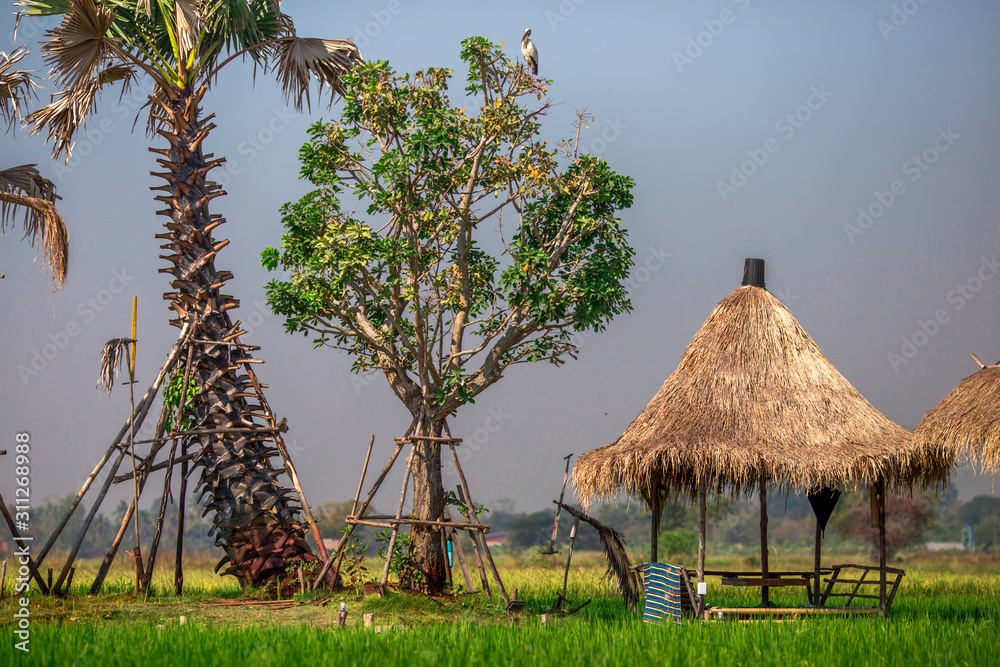 The blurred nature background of the green rice fields, and a seat to watch the scenery, a wooden bridge for taking pictures while traveling The blurred nature background of the green rice fields, and a seat to watch the scenery, a wooden bridge for taking pictures while traveling