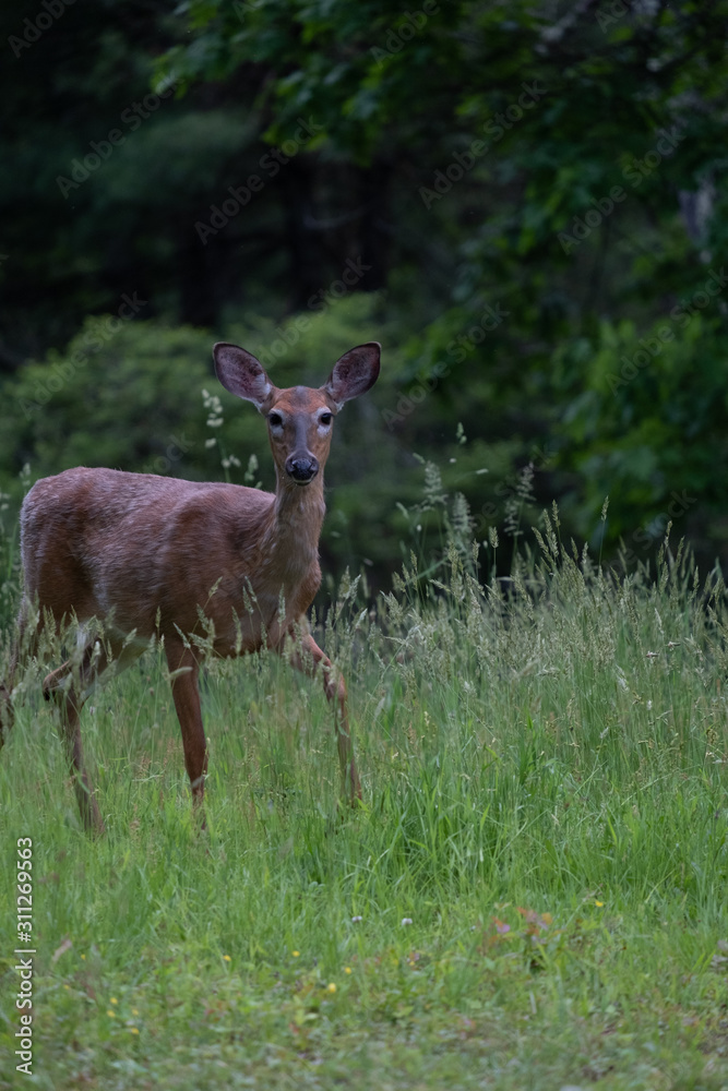 deer walking close by in tall grass deer walking close by in tall grass
