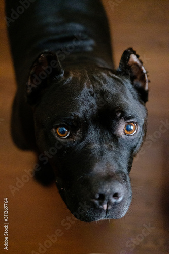 Tapety artystyczne pit bull looking hopefully up