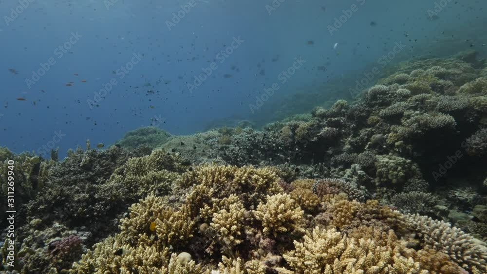 Coral reef with tropical fish Coral reef with tropical fish