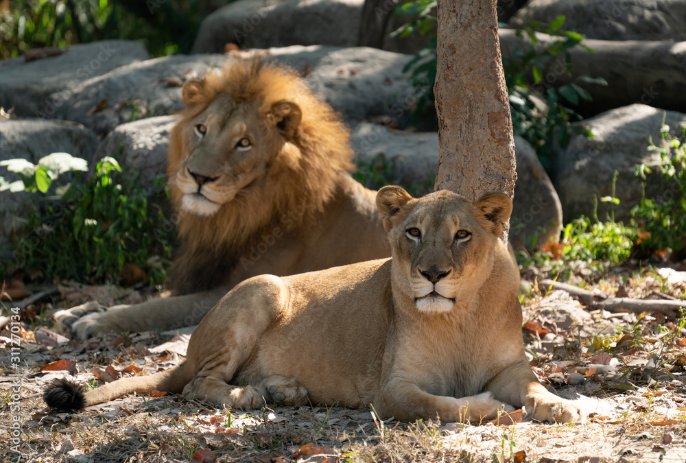 female and male lion in captive environment female and male lion in captive environment
