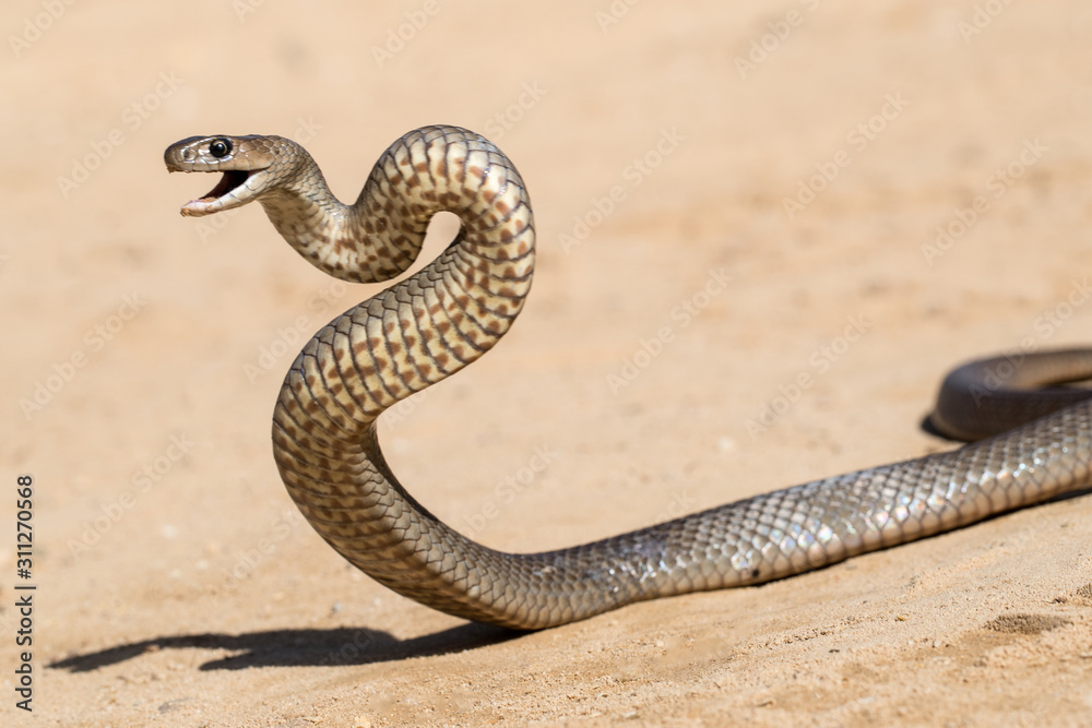 Snake Striking Side View