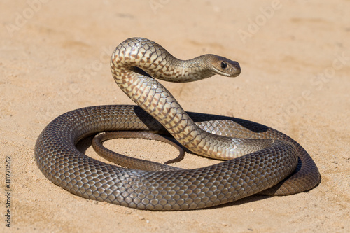 Eastern Brown Snake.Pseudonaja textilis.Australia