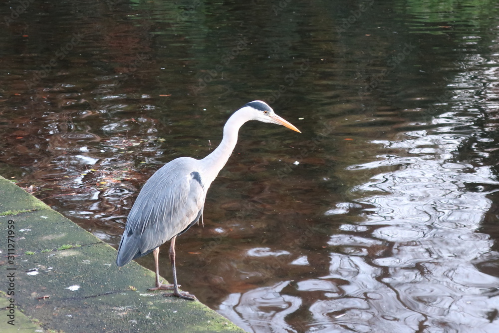 Naklejka premium great blue heron in water