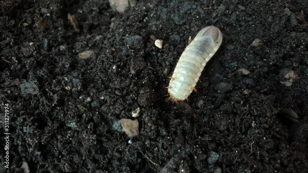 Big white insect Beetle grub worm on top of soil digging down into the ground. Big white insect Beetle grub worm on top of soil digging down into the ground.
