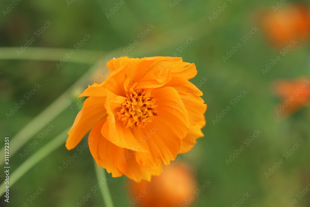 flower in garden flower in garden