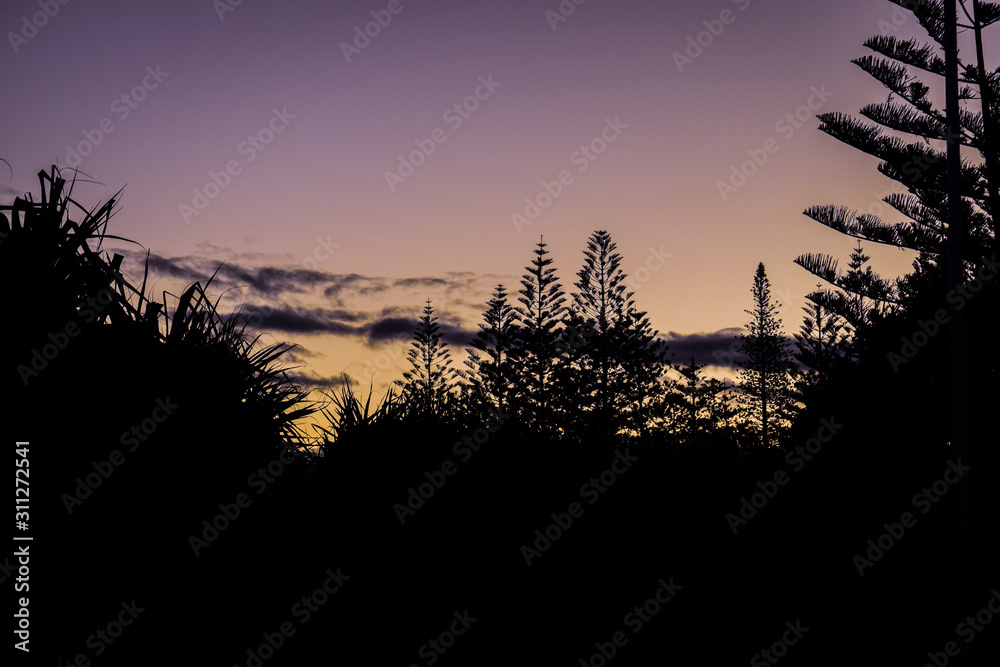 silhouette of tree at sunset