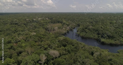 Aerial image of the imposing Amazon rainforest and its symbol tree: Samauma. Anavilhanas National Park, Amazonas, Brazil.