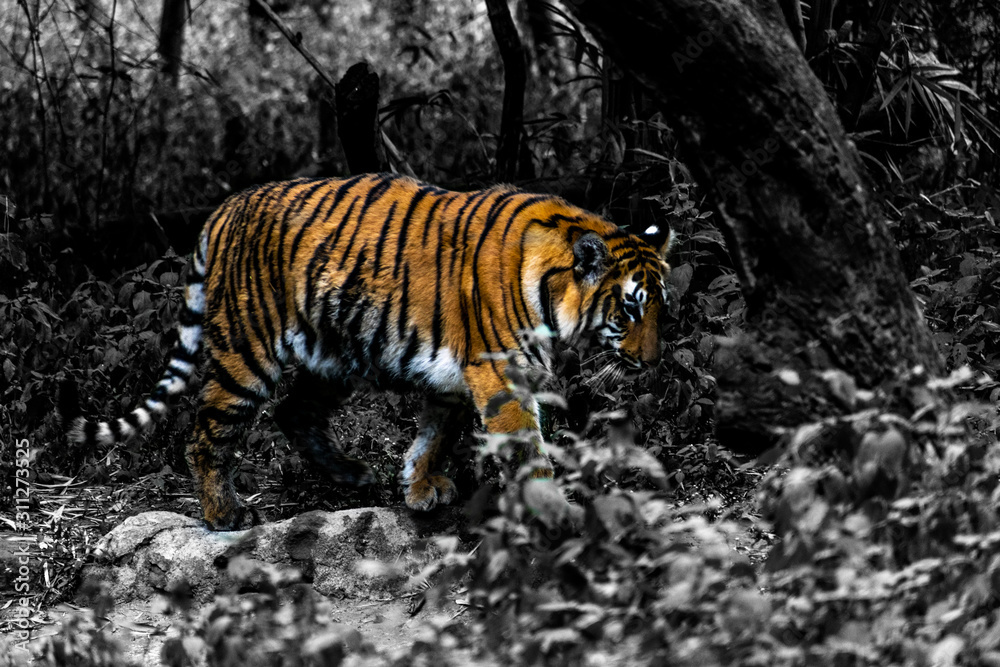 Obraz premium Tiger walking in a forest