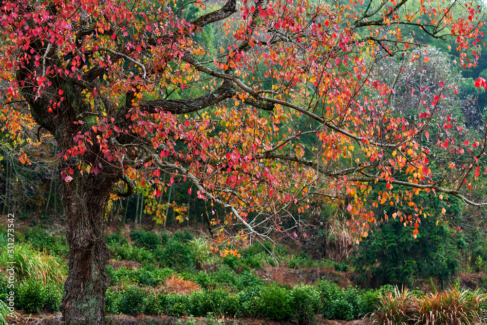 Tachuan village autumn landscape.