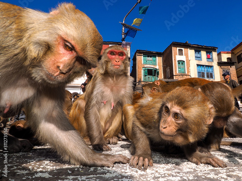 rhesus macaque (Macaca mulatta), also called the Nazuri monkey. Swayambunath, Kathmandu, Nepal
