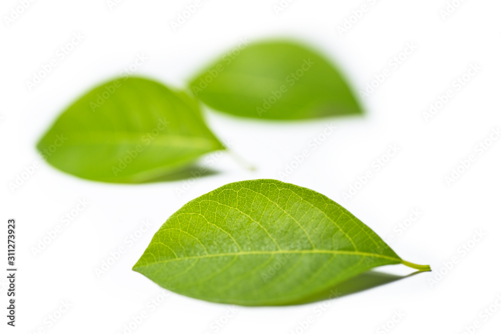 green leafs isolated on white background green leafs isolated on white background