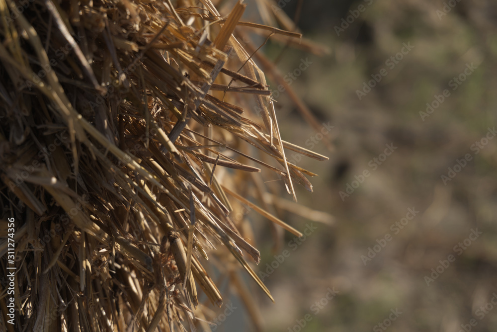 grass background real natural with mild sunlight. grass background real natural with mild sunlight.