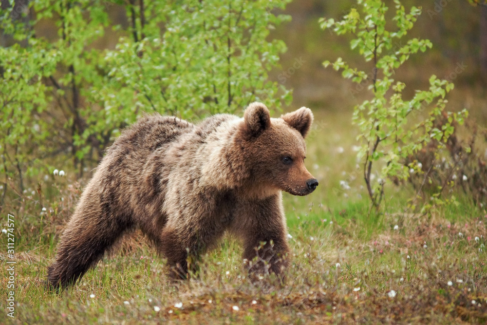 Brown bear (Ursus arctos) walking in the bog at sunset Brown bear (Ursus arctos) walking in the bog at sunset
