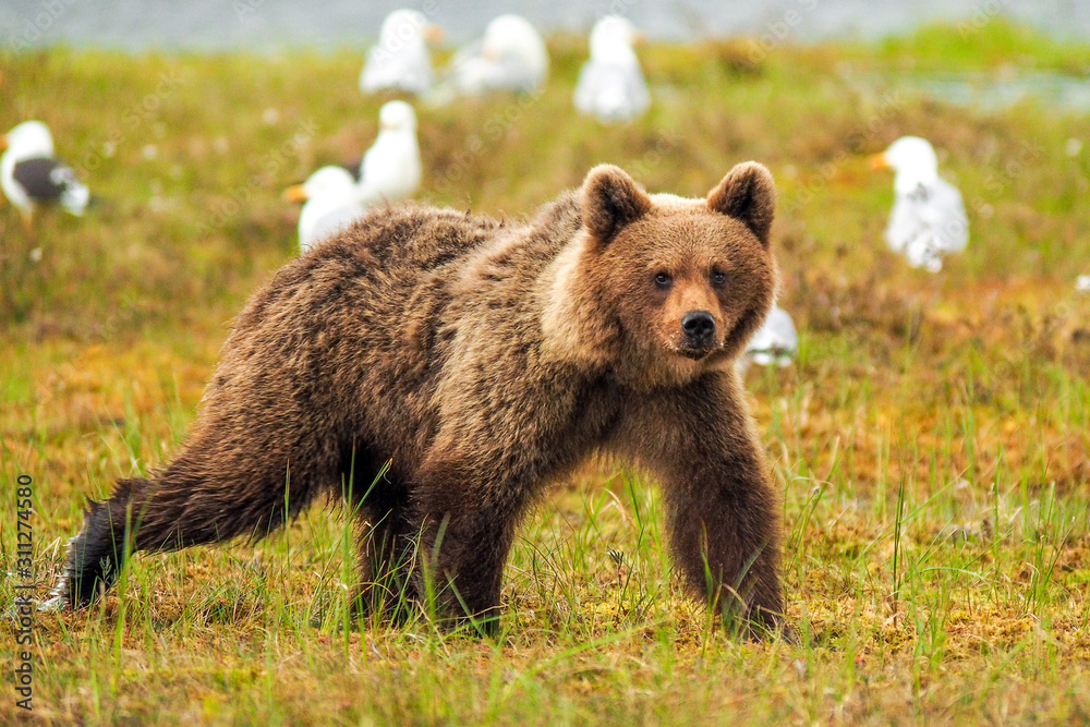 Brown bear (Ursus arctos) walking in the bog at sunset Brown bear (Ursus arctos) walking in the bog at sunset
