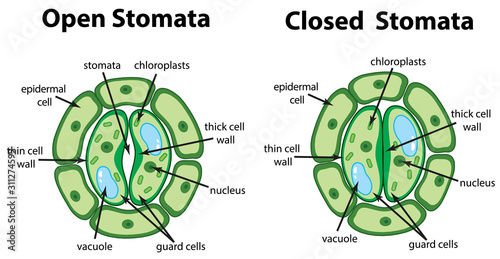 Diagram showing open and closed stomata on the chart