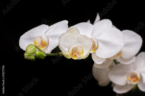 Fototapeta Naklejka Na Ścianę i Meble -  Several white orchids on a black background